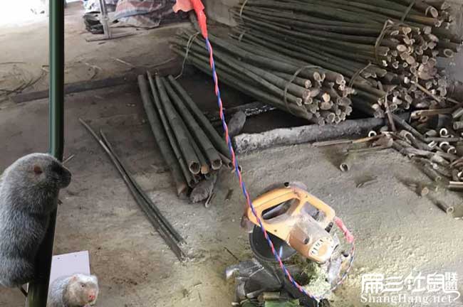 長(zhǎng)沙竹鼠種苗價(jià)格