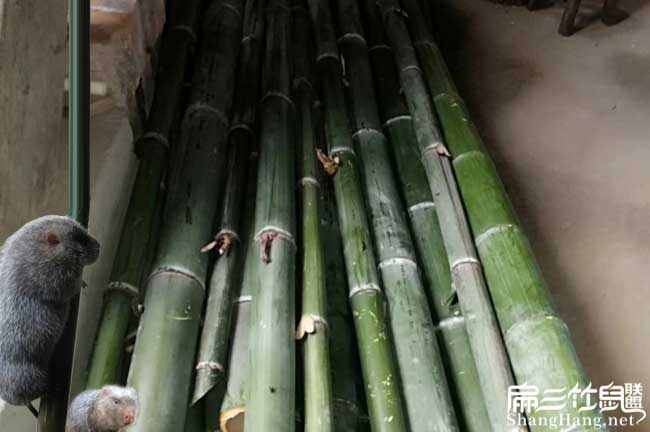 重慶竹鼠養(yǎng)殖