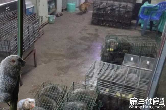從化竹鼠交易市場