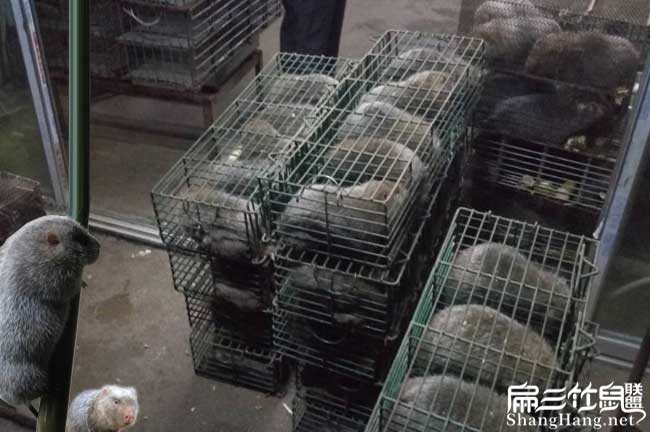 太平竹鼠交易市場