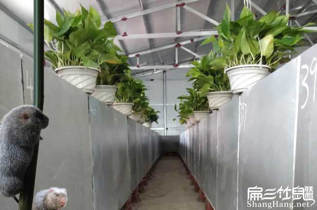 竹鼠養(yǎng)殖條件