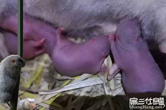 湖南竹鼠種苗價(jià)格