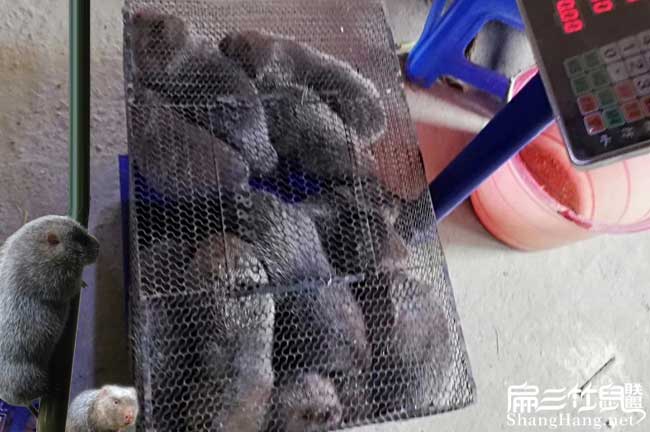10對(duì)竹鼠種苗