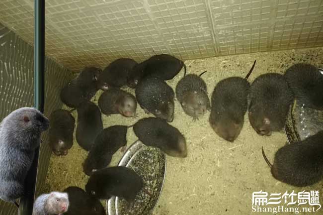 竹鼠大群飼養(yǎng)