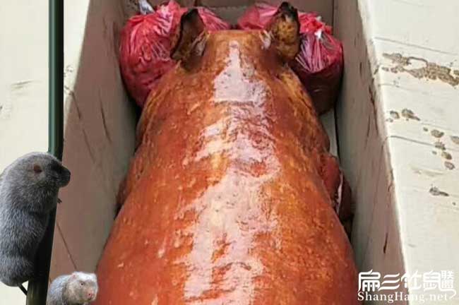 湖南烤竹鼠