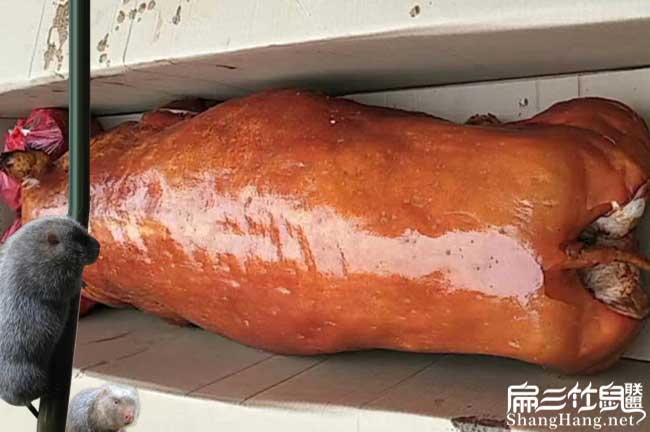 江門(mén)商品竹鼠批發(fā)