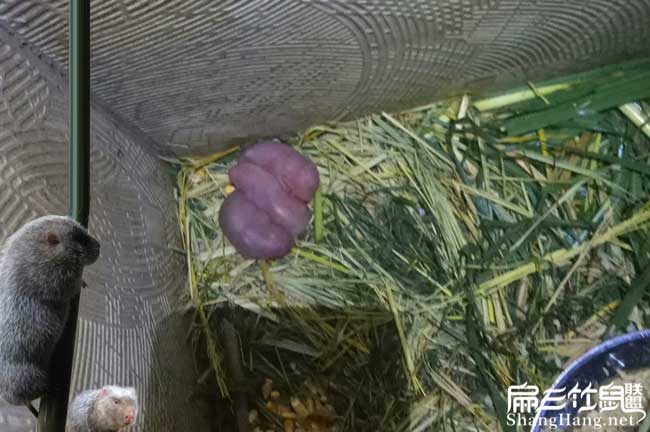 昆山竹鼠種苗繁殖技術