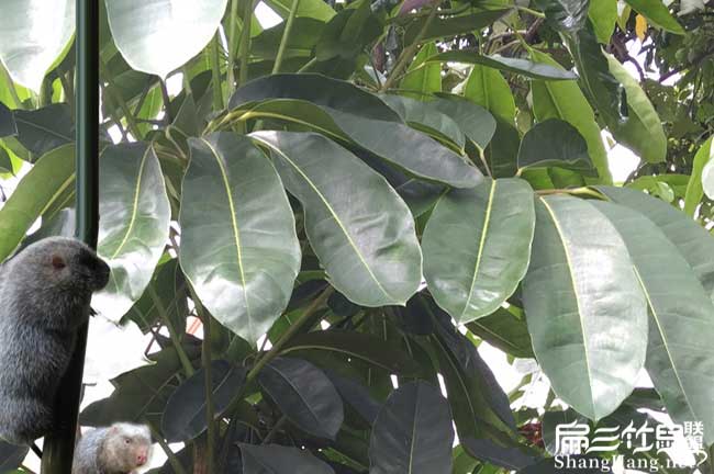 大化竹鼠養(yǎng)殖