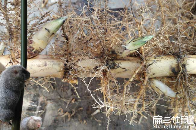 在漳浦養(yǎng)殖竹鼠容易嗎
