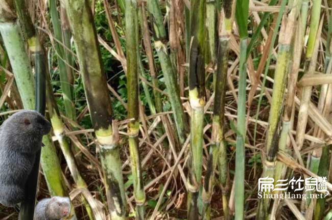 皇竹草種植