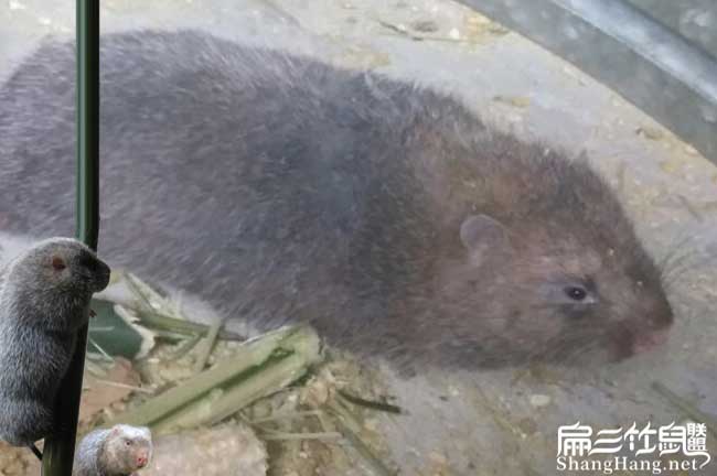 竹鼠的價(jià)格