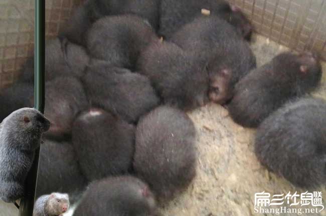 廣東竹鼠種苗批發(fā)