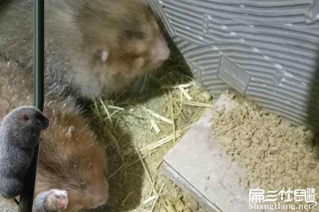 南平竹鼠價格