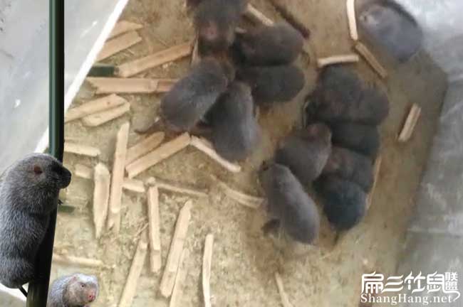 竹鼠養(yǎng)殖技術(shù)培訓(xùn)