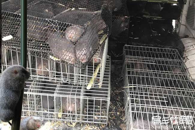 遂寧2025對廣安竹鼠養(yǎng)殖種苗場 四川紅頰白毛基地1890元/對