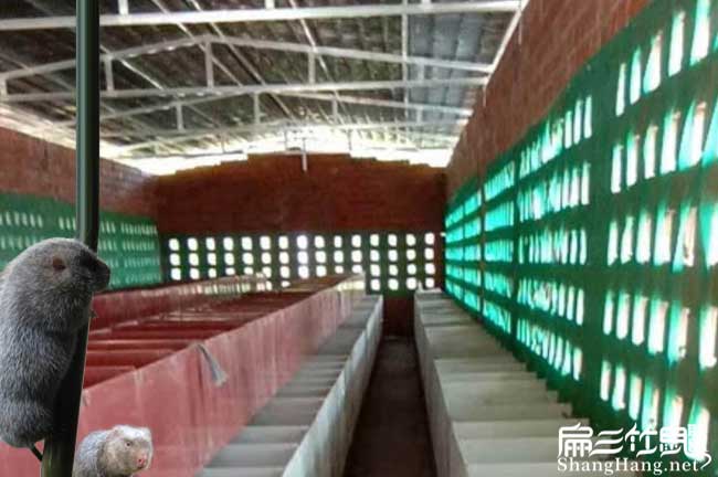 竹鼠種苗基地