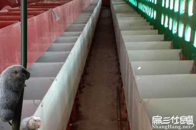 桂林大中的竹鼠基地