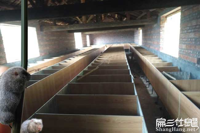 竹鼠養(yǎng)殖環(huán)境