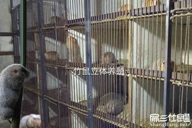 巴中竹鼠養(yǎng)殖場(chǎng)
