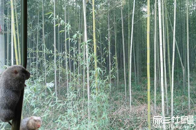 馬山竹鼠養(yǎng)殖