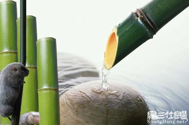 竹鼠養(yǎng)殖技術(shù)