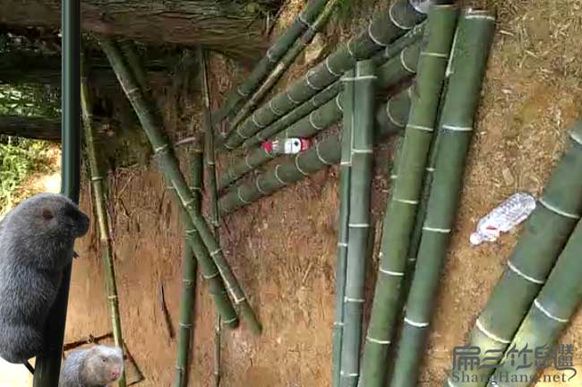 河池竹鼠養(yǎng)殖戶