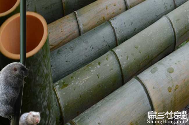 賓陽(yáng)竹鼠養(yǎng)殖