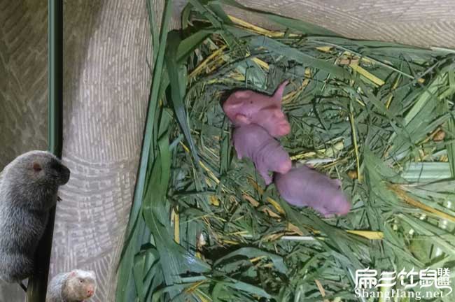 四川竹鼠種苗批發(fā)