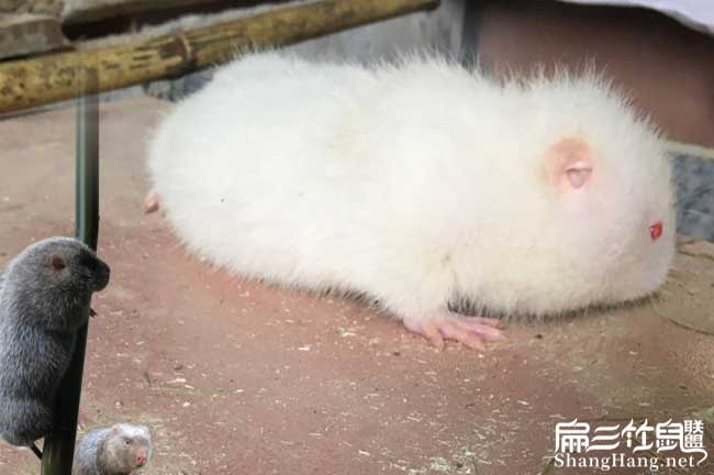 月月兔竹鼠價錢