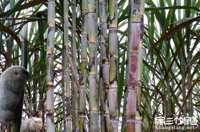 西藏長(zhǎng)治竹鼠養(yǎng)殖種苗基地 紅頰銀星商品場(chǎng)批發(fā)價(jià)格190對(duì)