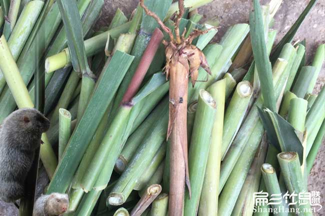 竹鼠食物分析