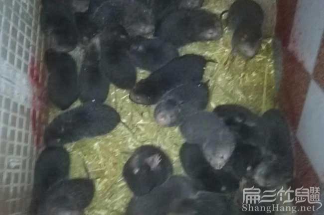 云南竹鼠養(yǎng)殖場