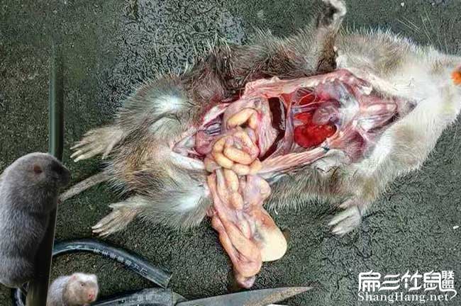 竹鼠疾病胃腸炎