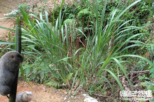 營(yíng)口芒草種植