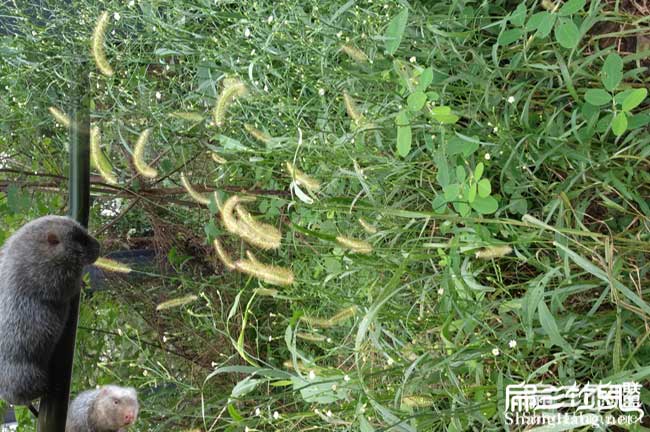 您好!我們永泰扁山竹 您好!我們永泰扁山竹