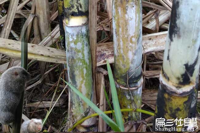 陽泉竹鼠養(yǎng)殖