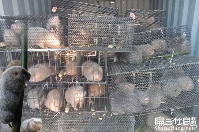 殺竹鼠技術(shù)