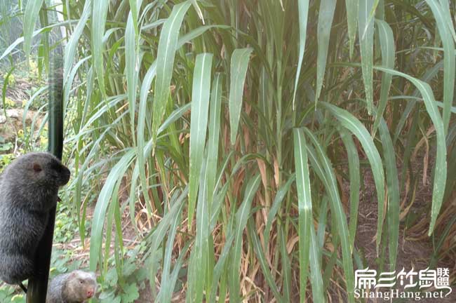 竹鼠食物價(jià)格