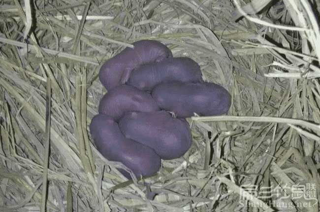 中國(guó)新皇竹草