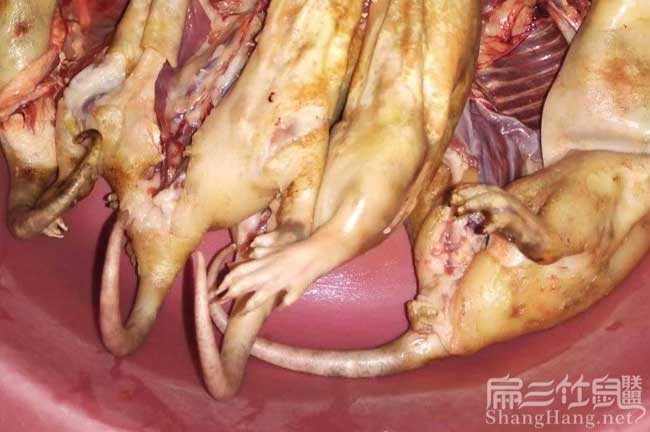 50對(duì)達(dá)州竹鼠種苗場 遂寧紅頰竹鼠養(yǎng)殖基地 要技術(shù)經(jīng)驗(yàn)來