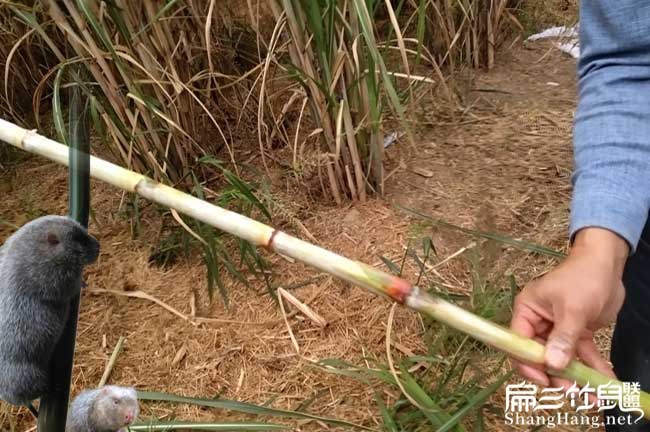 廣西皇竹草種苗
