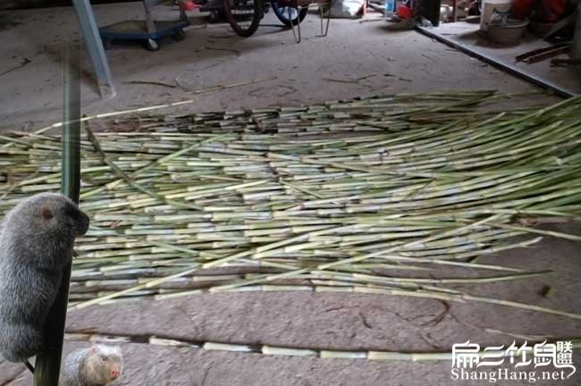 嫁接皇竹草