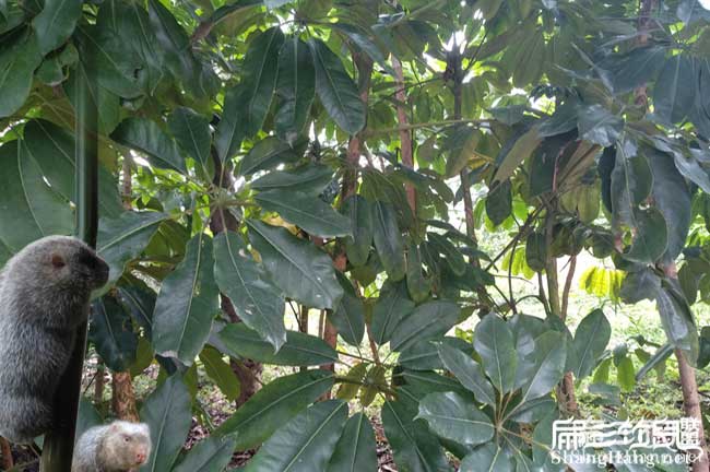 在羅源養(yǎng)殖竹鼠容易嗎 在羅源養(yǎng)殖竹鼠容易嗎