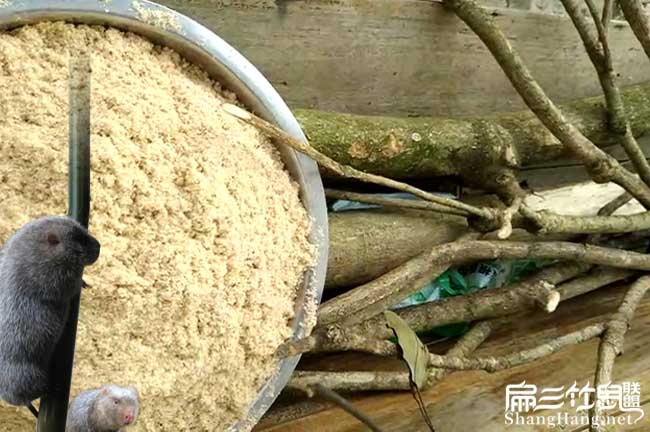 銷成都BI眉山竹鼠種苗多少錢一對(duì) 紅頰竹鼠養(yǎng)殖基地 腸胃炎