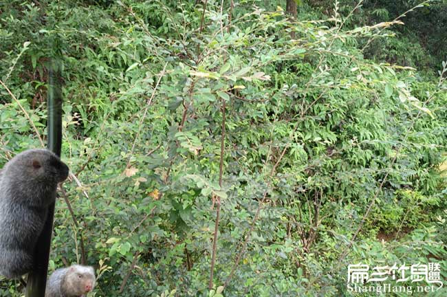 如果在養(yǎng)殖竹鼠馬尾好 如果在養(yǎng)殖竹鼠馬尾好