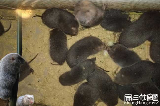 山西竹鼠種苗批發(fā)