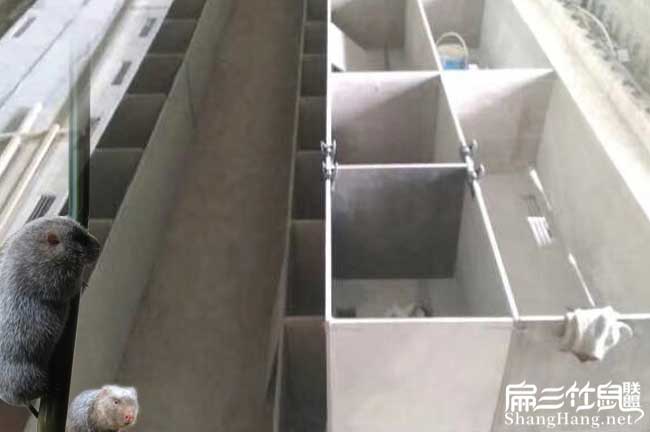 中國(guó)竹鼠基地