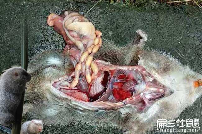 竹鼠突然死忙