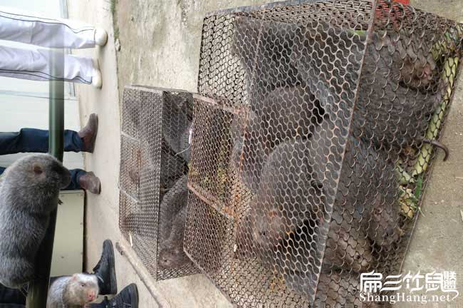 遼寧竹鼠批發(fā)價(jià)格