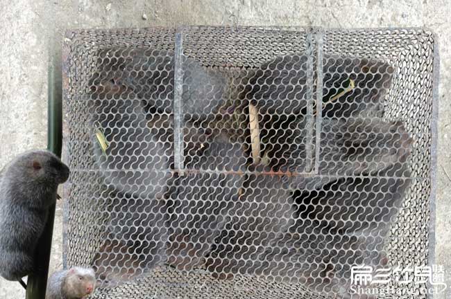 銷售竹鼠種苗